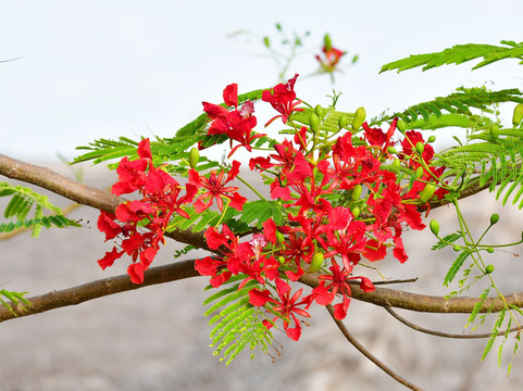 Pangani Cliffs Lodge主图