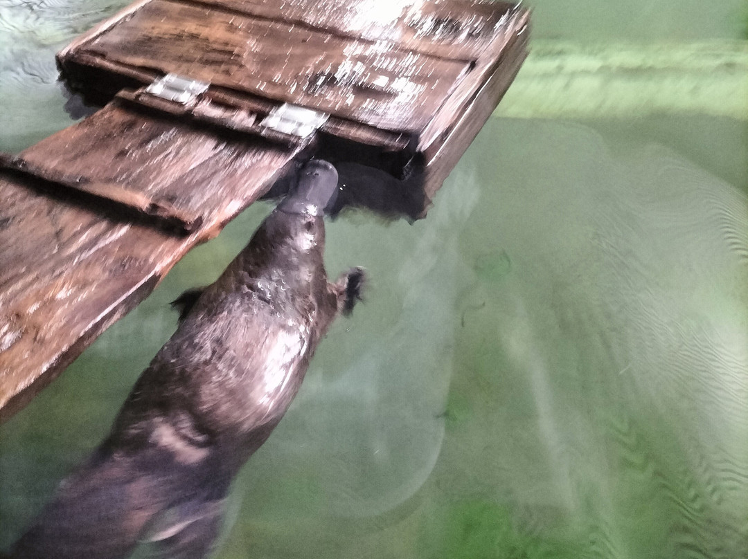 Platypus House-Beauty Point必去景点