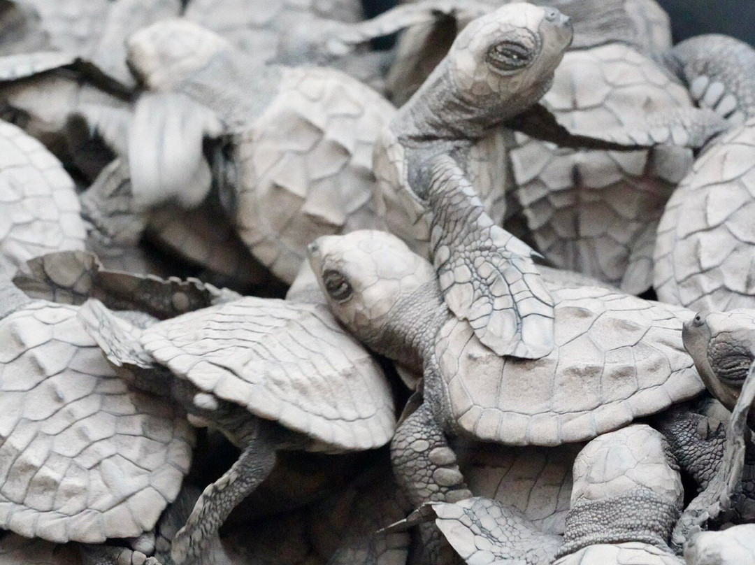 Club Agutaya Resort主图