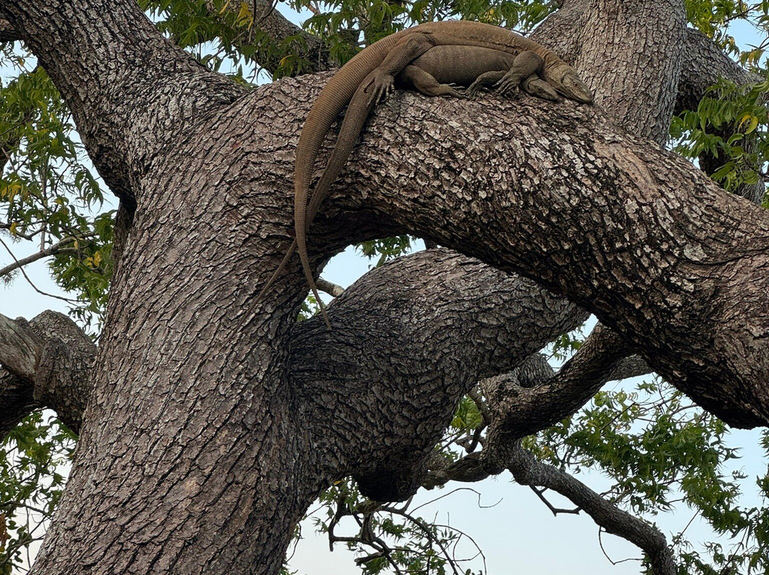 Ravi Safari Sri Lanka景点图片