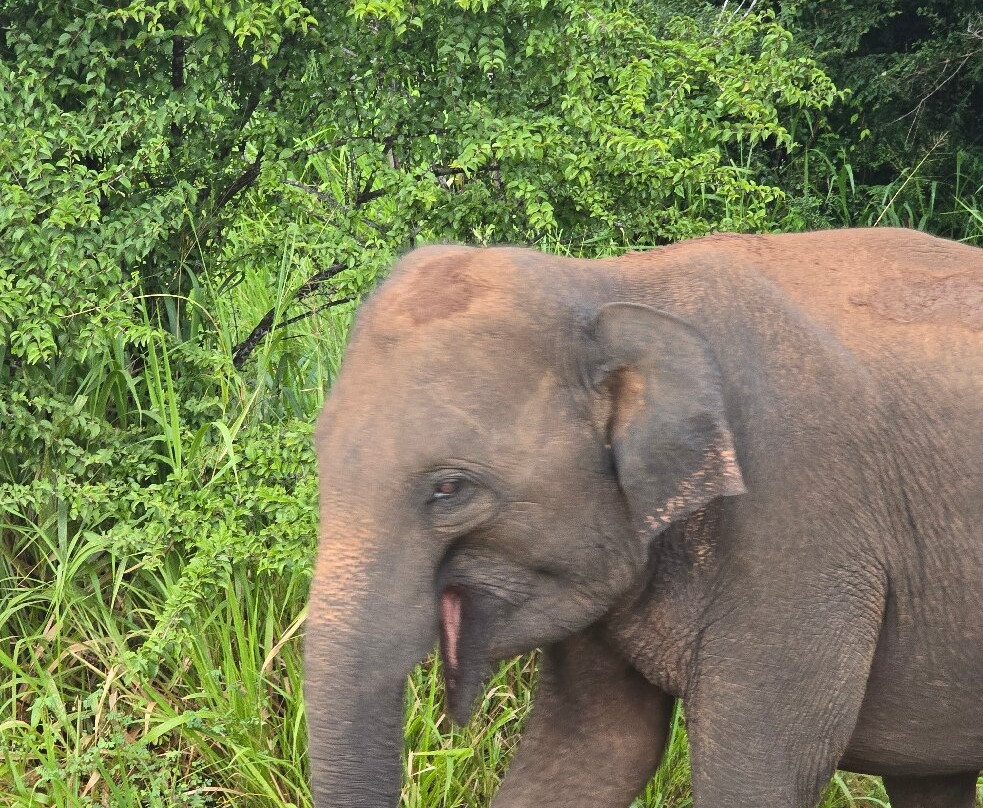 Shan Travel Guide-康提必去景点