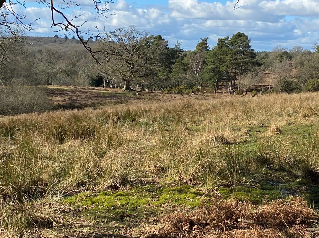 Bolderwood Deer Sanctuary景点图片
