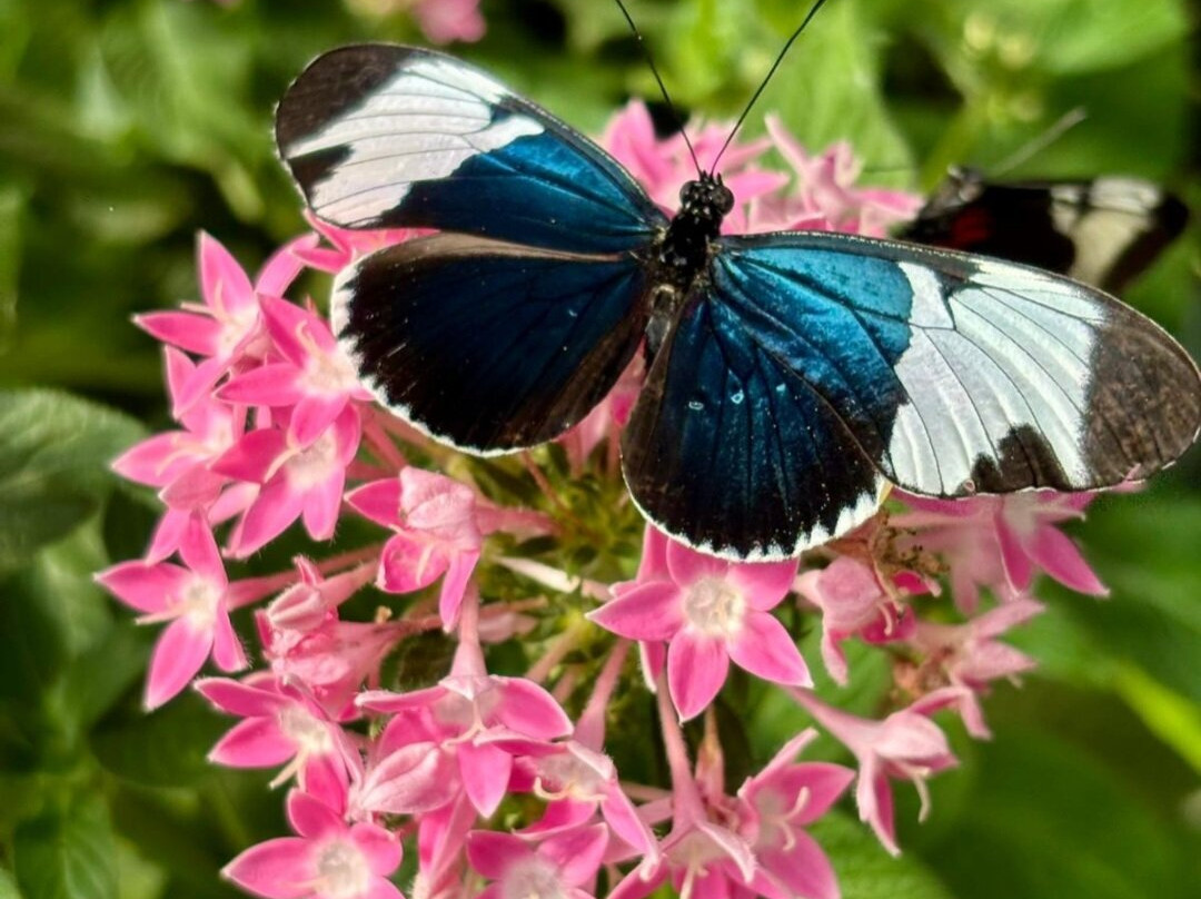 Butterfly Conservatory - Arenal景点图片
