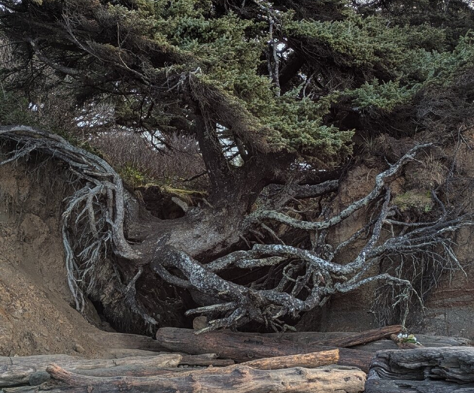 Tree Root Cave景点图片