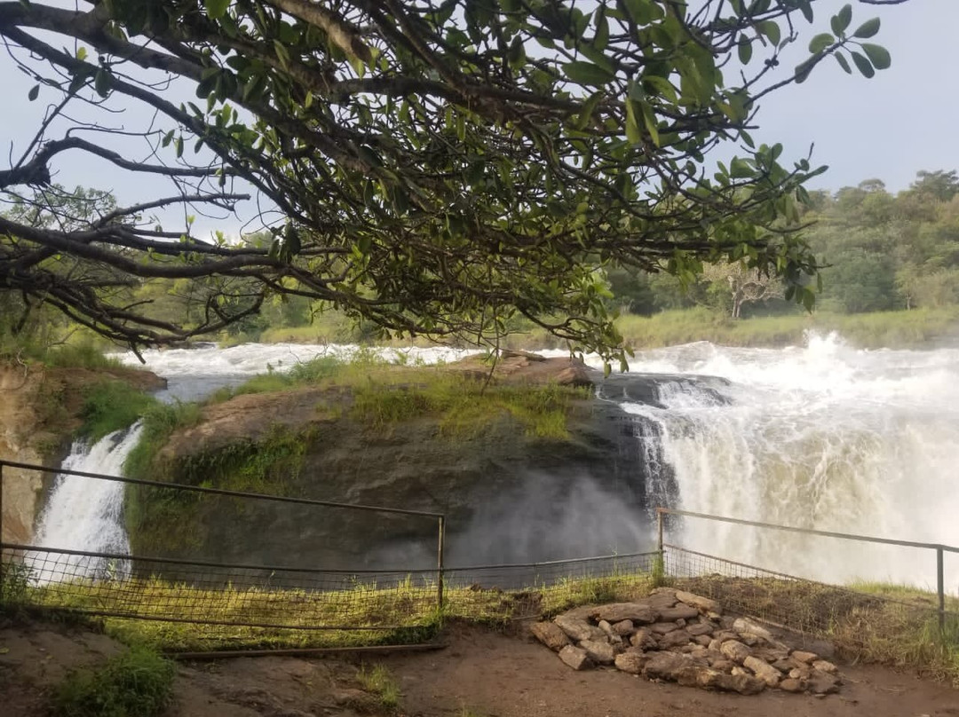 African Buffalo Safaris-坎帕拉必去景点