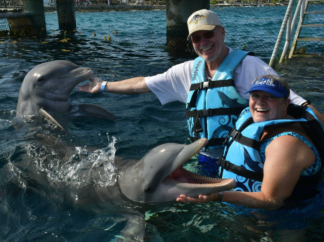 Dolphin Discovery Cozumel景点图片