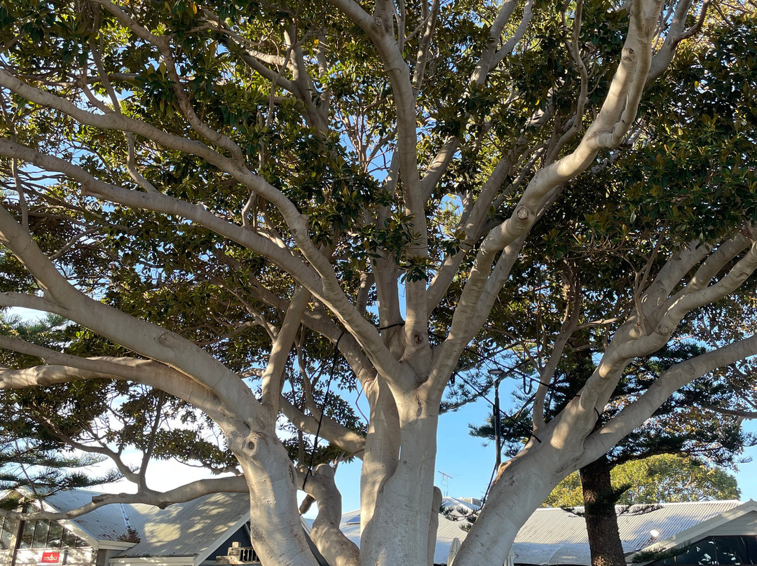 Busselton Foreshore-巴瑟尔顿必去景点
