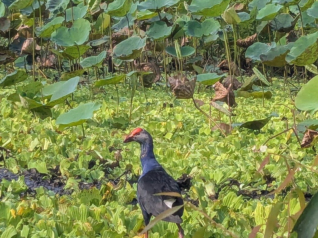 Tra Su Bird Sanctuary-朱笃必去景点