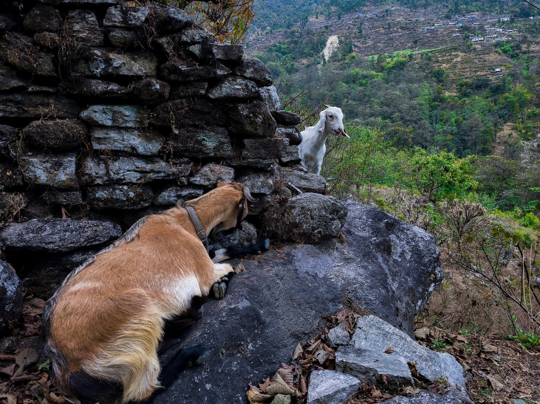 Unlimited Trekking Nepal景点图片