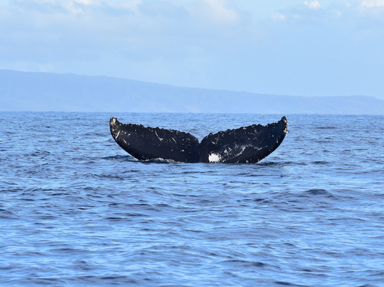 终极观鲸之旅-拉海纳必去景点