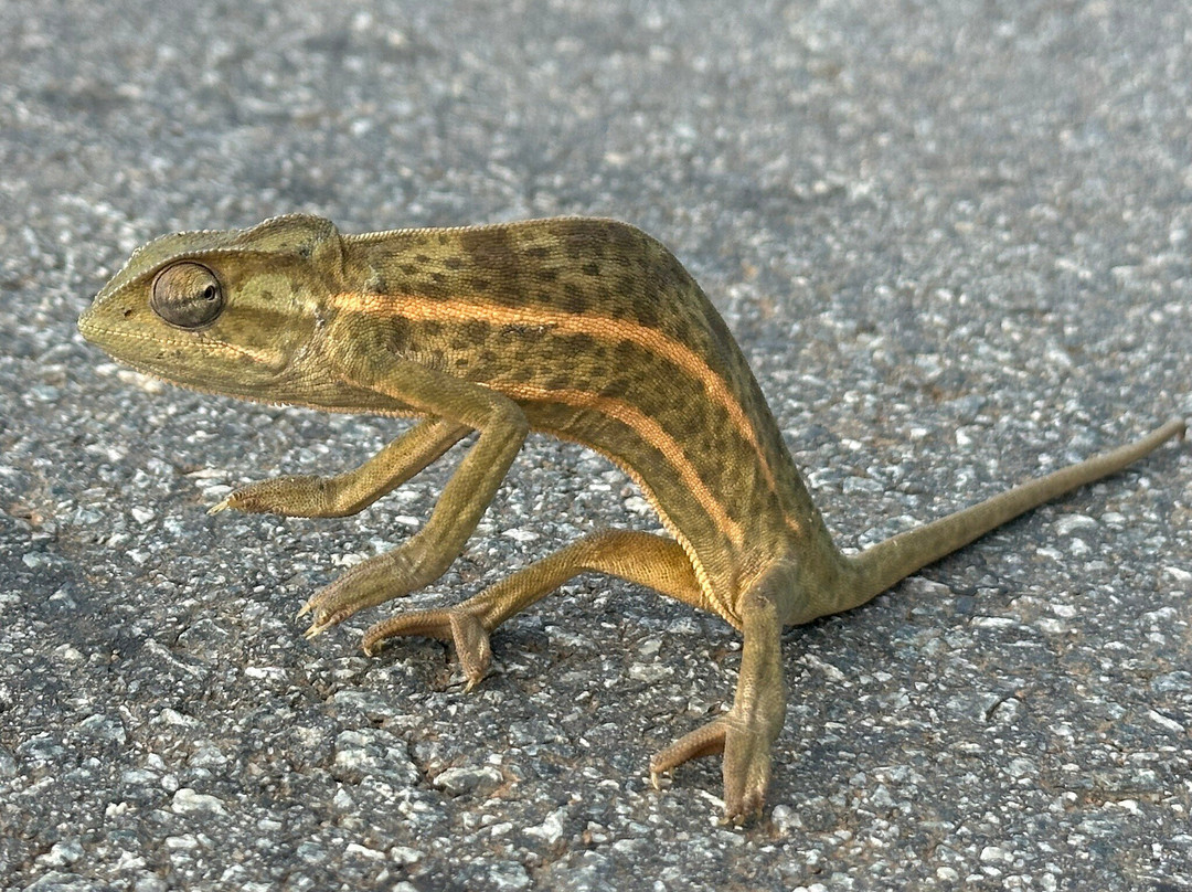 Kfir Adventures Ltd-马辛迪必去景点