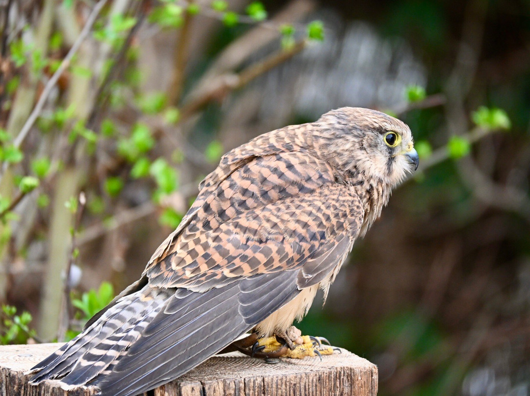 Baytree Owl and Raptor Centre-Spalding必去景点