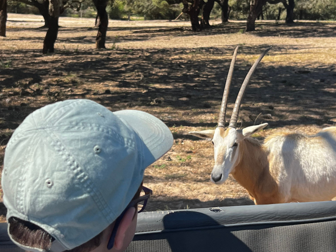 Badoca Safari Park景点图片