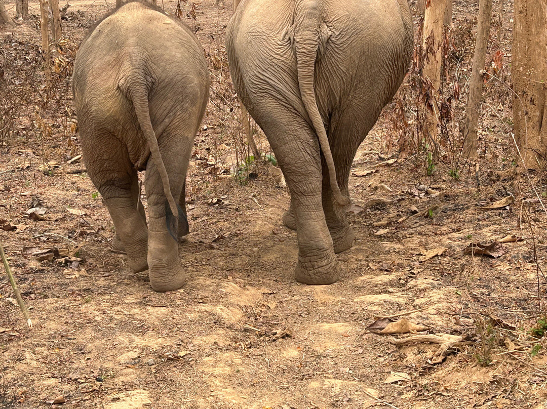 MandaLao Elephant Conservation景点图片