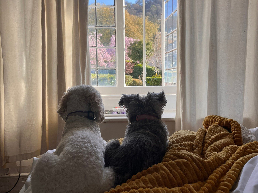 The Carew Arms主图