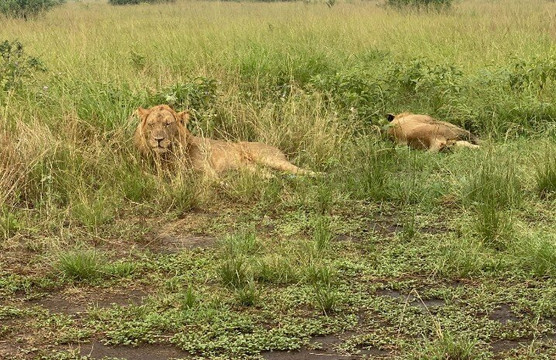 African Hartebeest Safaris-内罗毕必去景点