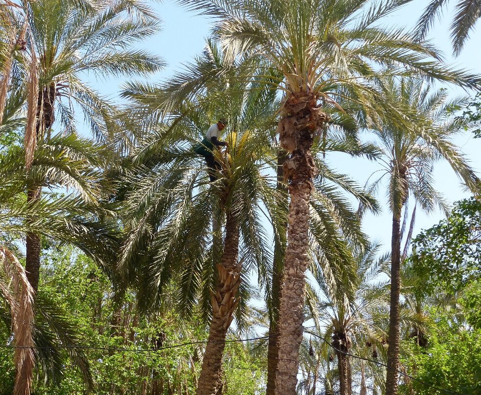 Eden Palm Tresors de l'Oasis-吐泽尔必去景点