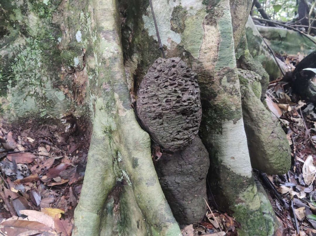 Bukit lawang orangutan trekking-武吉拉旺必去景点