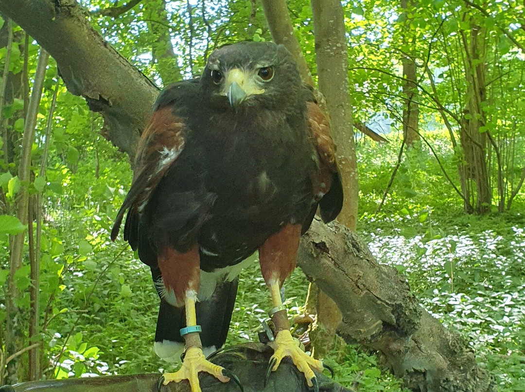 Hampshire Hawk Walks景点图片
