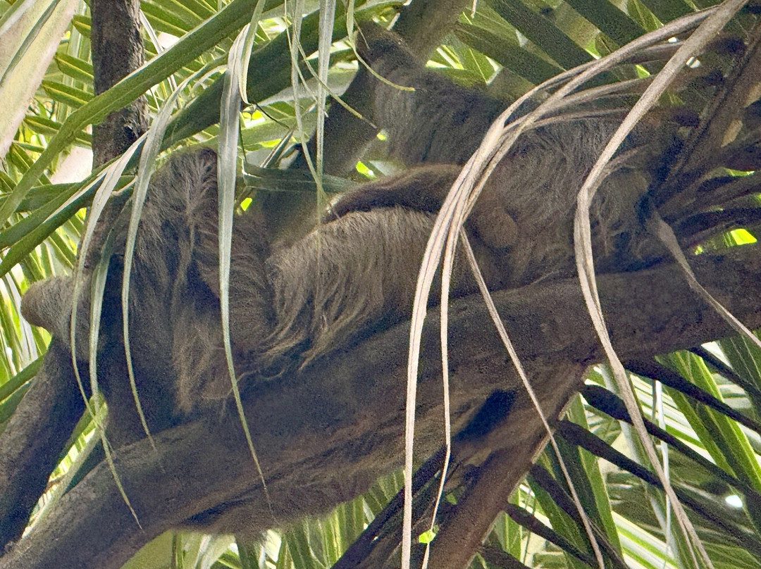 Hotel Delfin Playa Bejuco主图