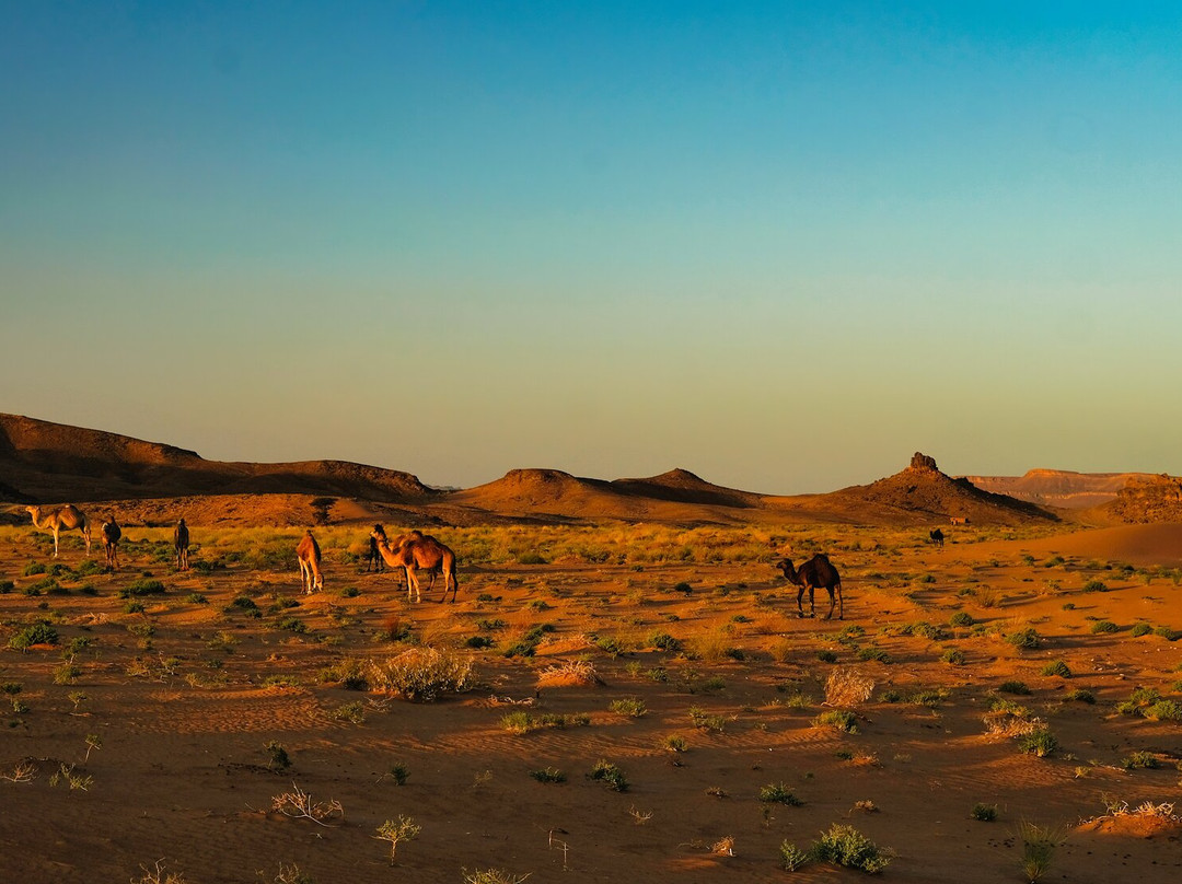 Sahara ATV Quad Adventures-梅如卡必去景点