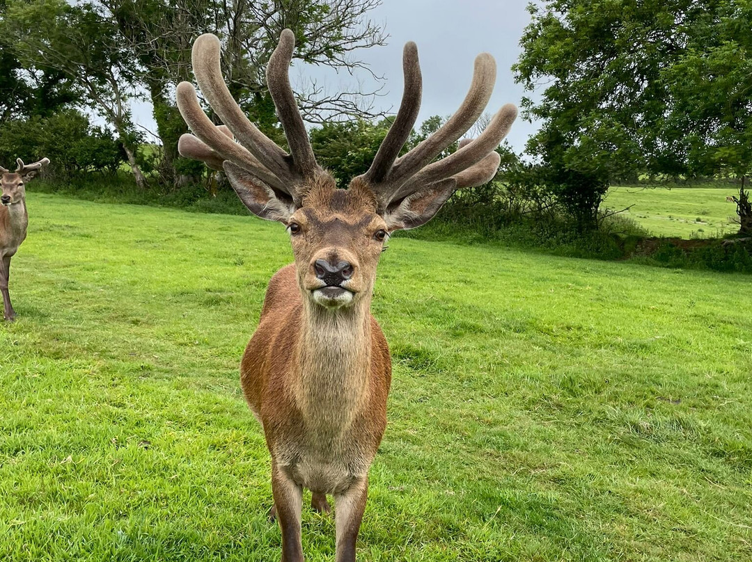Great Wedlock Farm & Deer Park景点图片