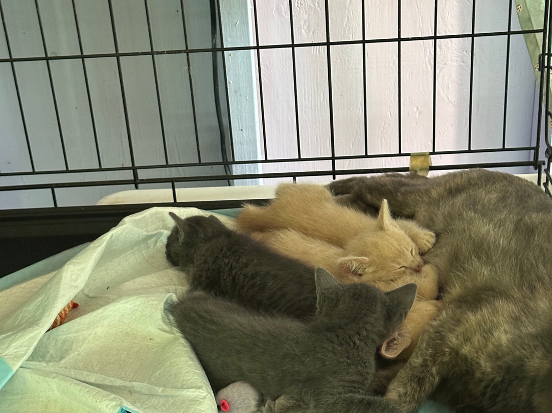 Surf Cat Ranch - Maui Cat Sanctuary景点图片