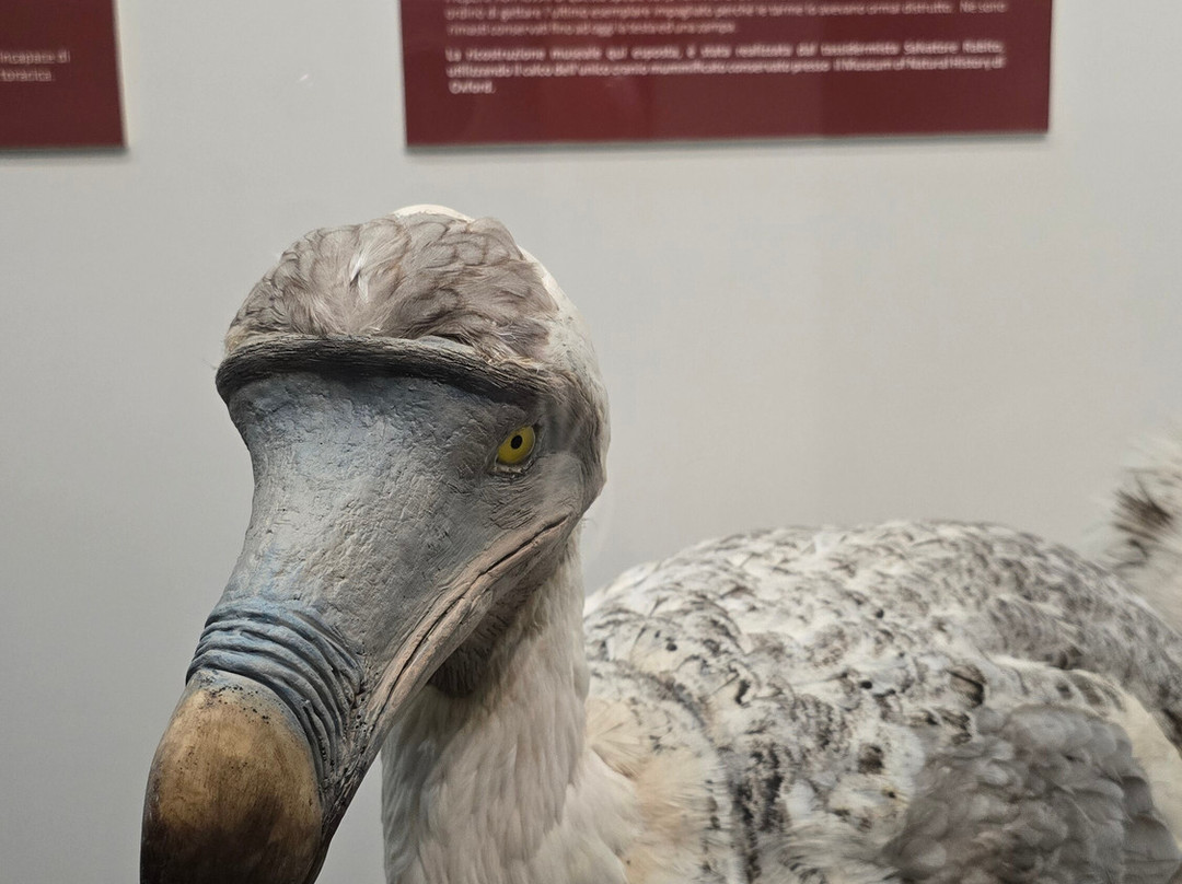 Museo Civico di Storia Naturale景点图片