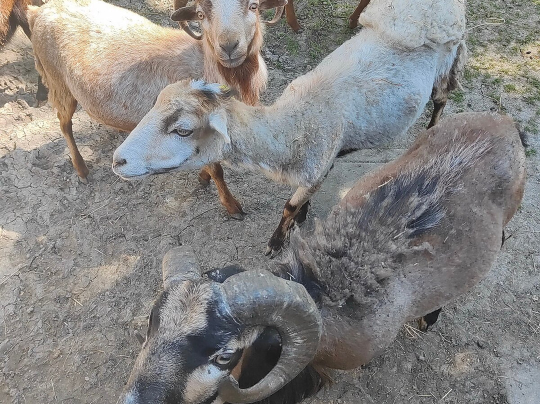 Safari Ravenna景点图片
