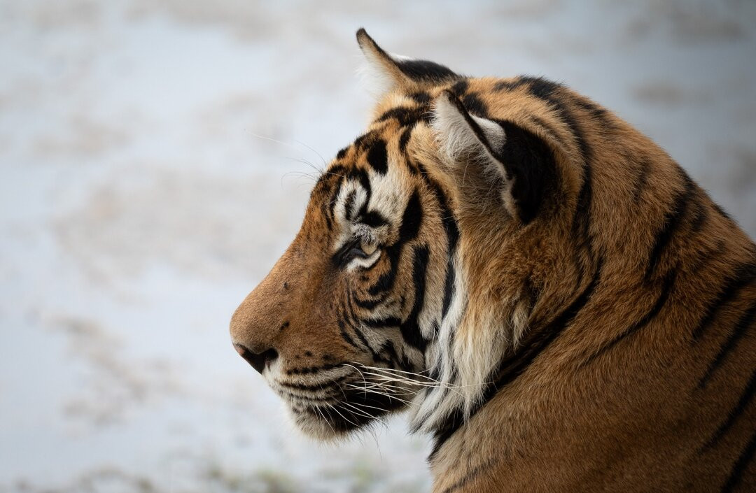 Ranthambore National Park景点图片