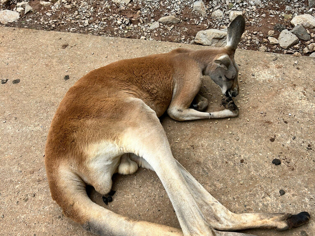 Kentucky Down Under Adventure Zoo景点图片