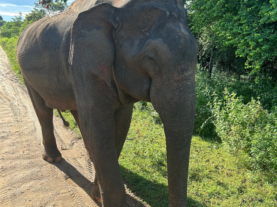 Viaggi Sri Lanka By Kads Tours-Panadura必去景点