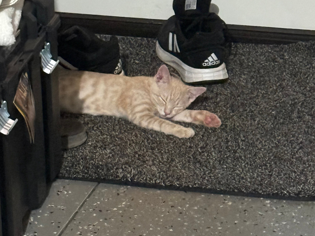 Cat Cafe Maui-卡胡卢伊必去景点