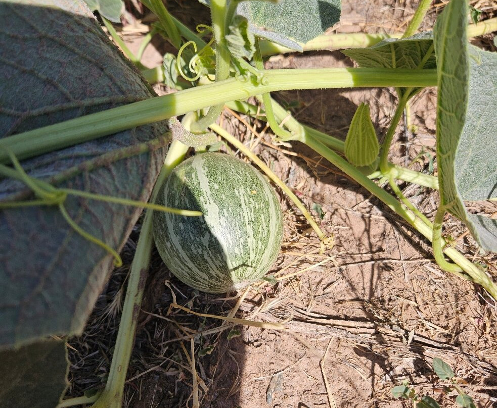 Old Town Jail Trail-Cottonwood必去景点