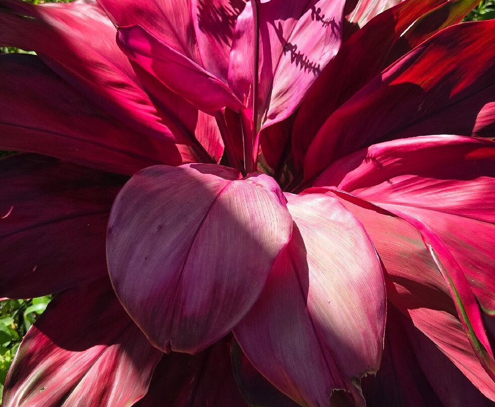 Sophie Nature Walk-Vacoas必去景点