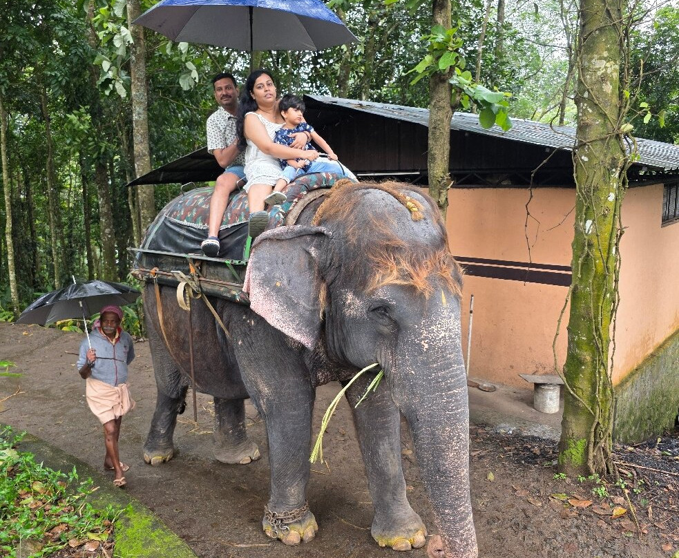 Kalpavanam Elephant Park-帖可迪必去景点