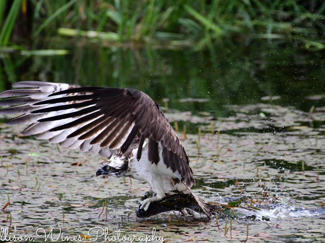 Trossachs Osprey Hide-卡兰德必去景点