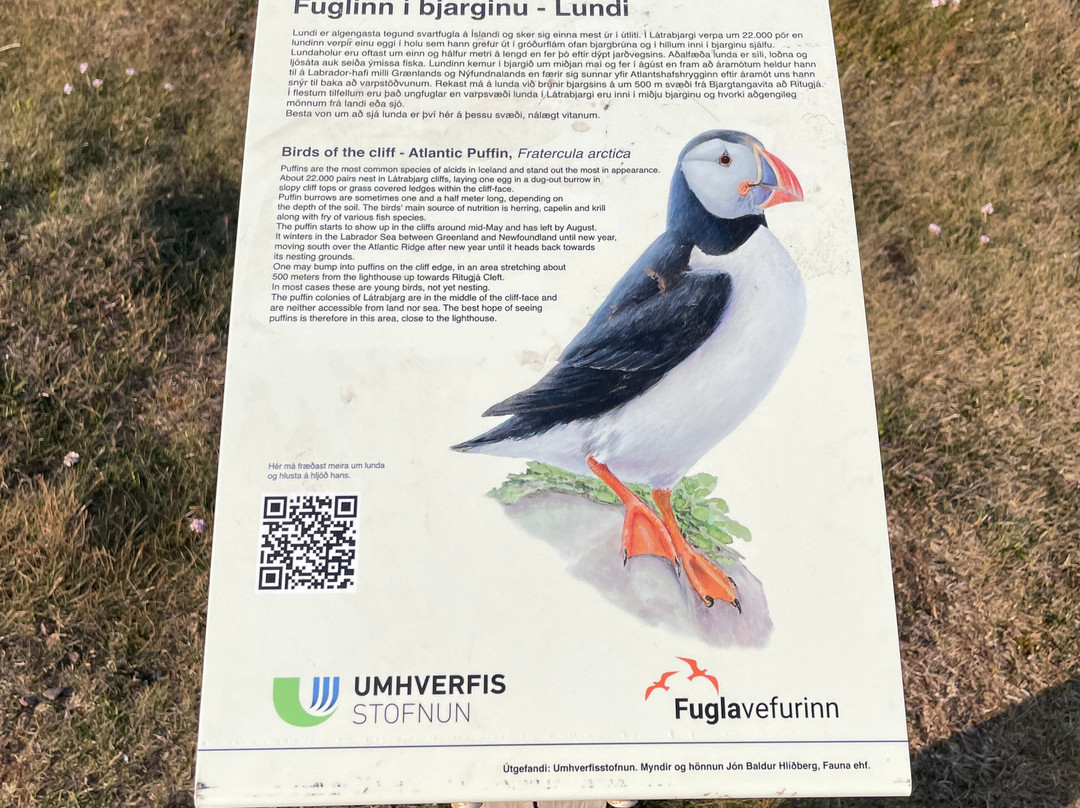 Latrabjarg bird cliffs-Latrabjarg必去景点