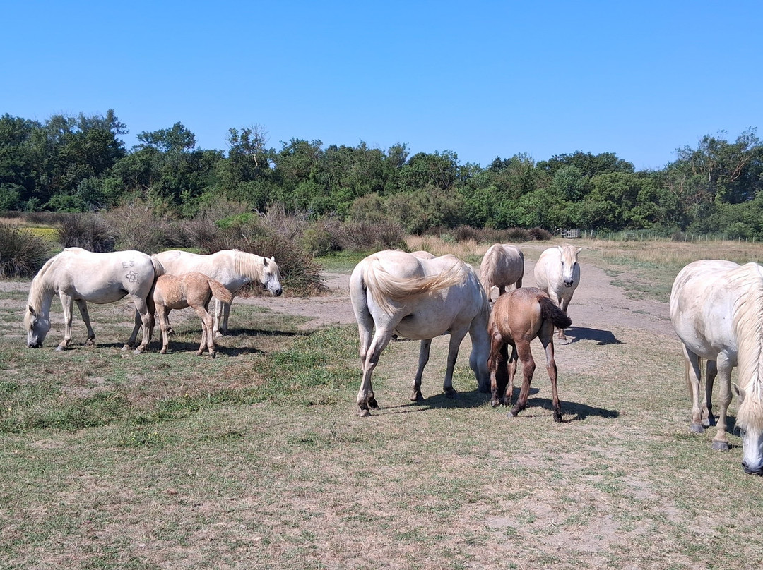 Maison du Cheval - Camargue Association-滨海圣玛丽必去景点