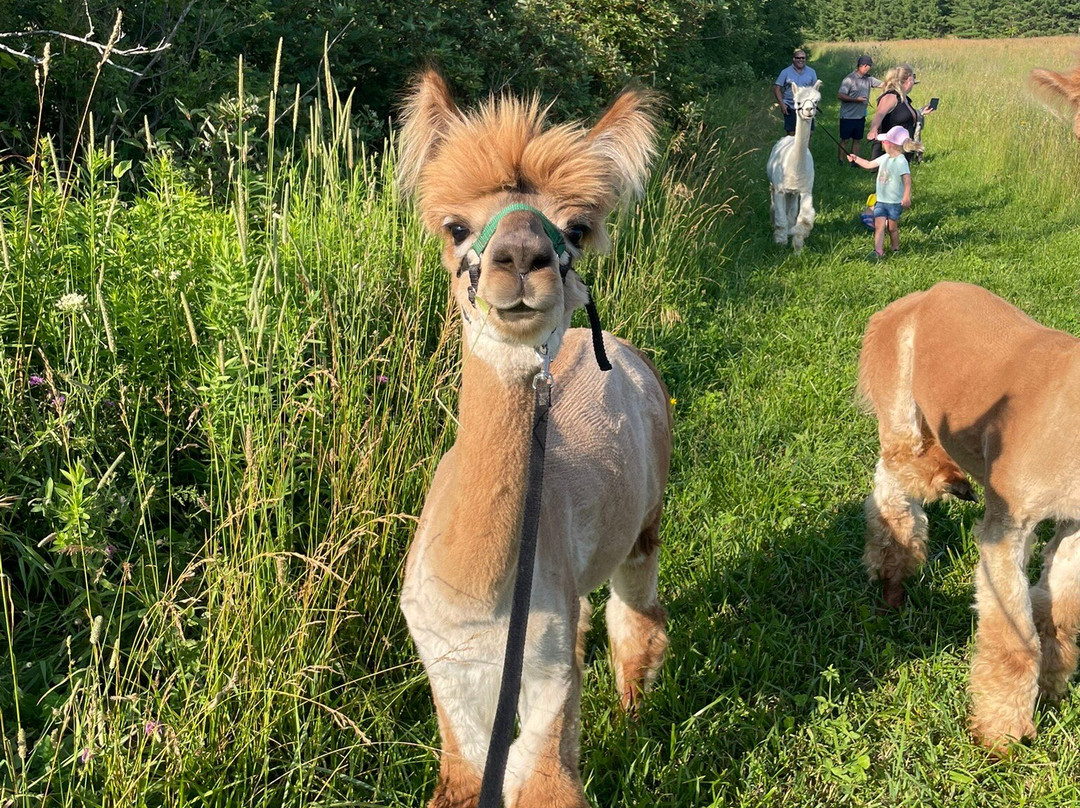 Alpine Ridge Alpacas-Clarksburg必去景点