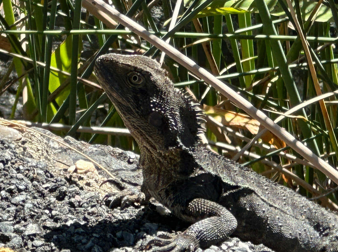 Bos Tours Queensland-Mount Tamborine必去景点