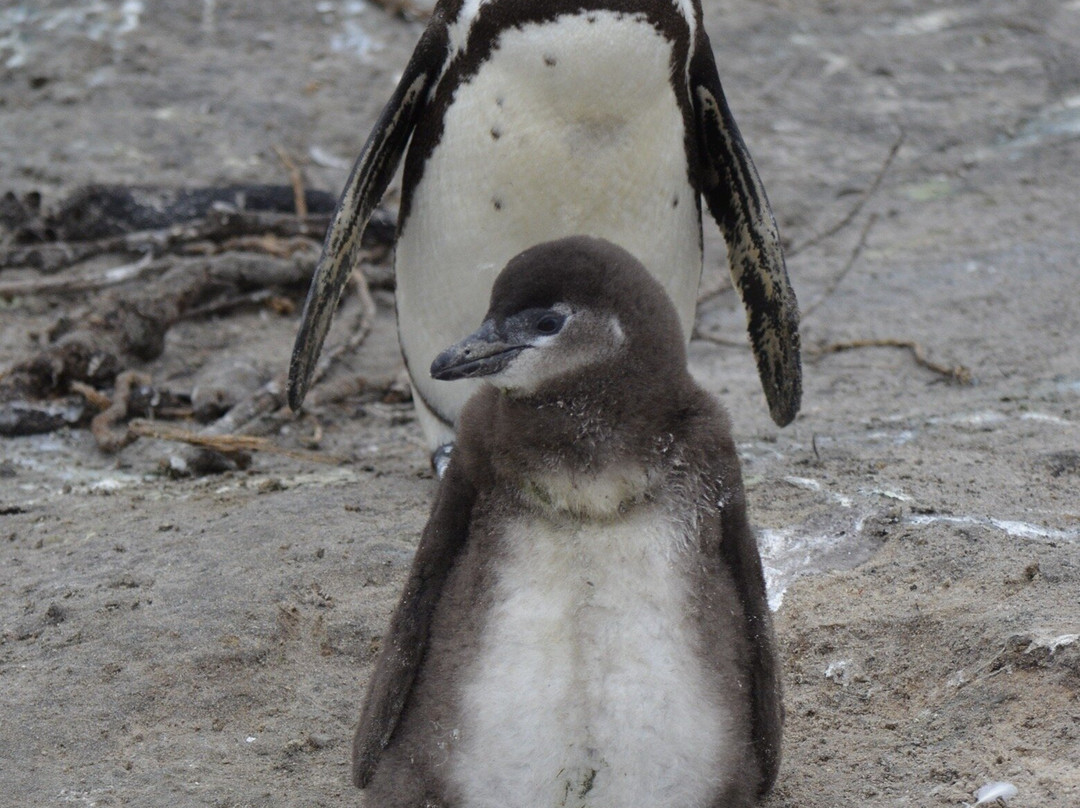 African Experience-Vredehoek必去景点