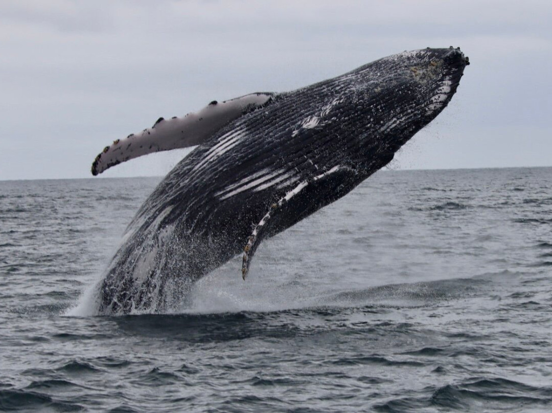 Palo Santo Travel Ecuador-Puerto Lopez必去景点