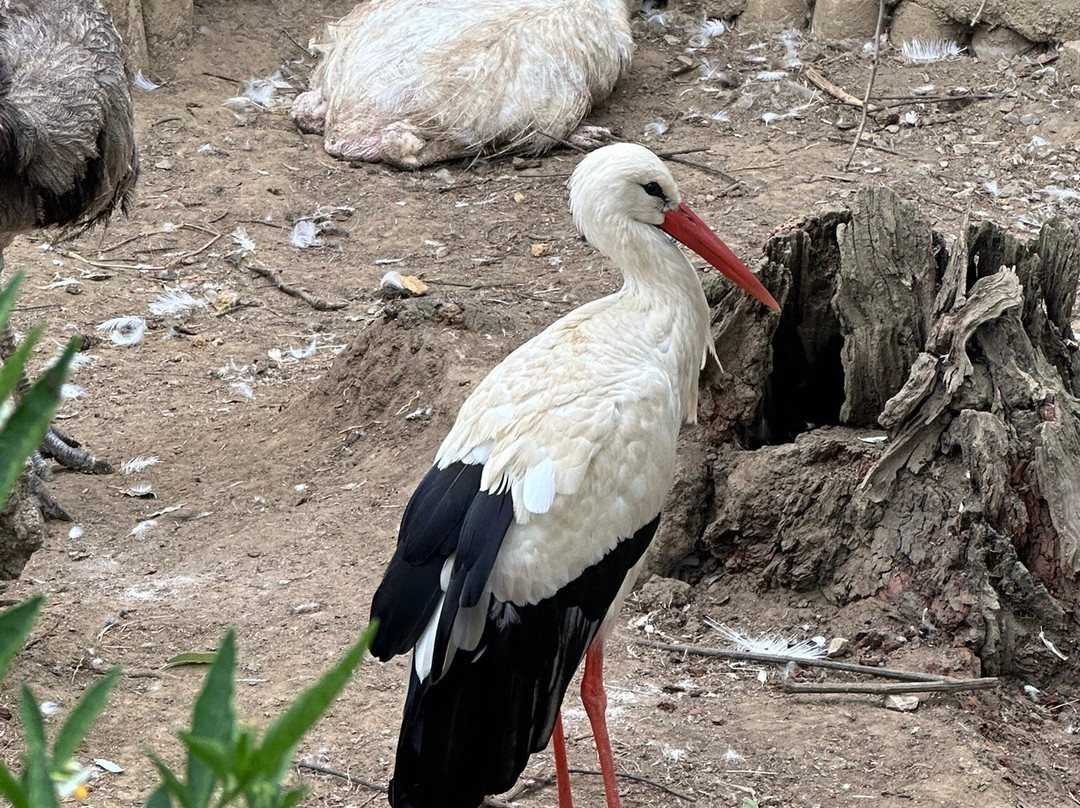 Zoologico El Bosque-奥维耶多必去景点