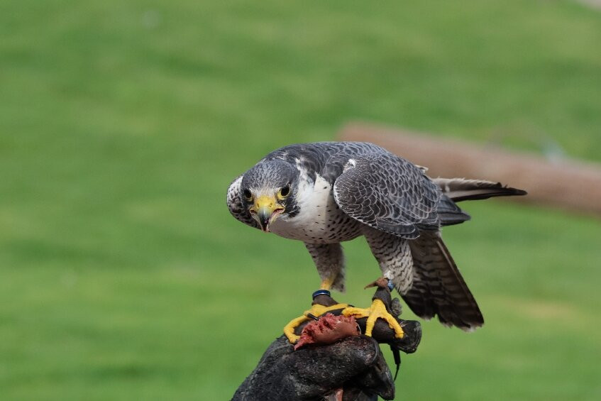 Adler Arena Burg Landskron-Landskron必去景点