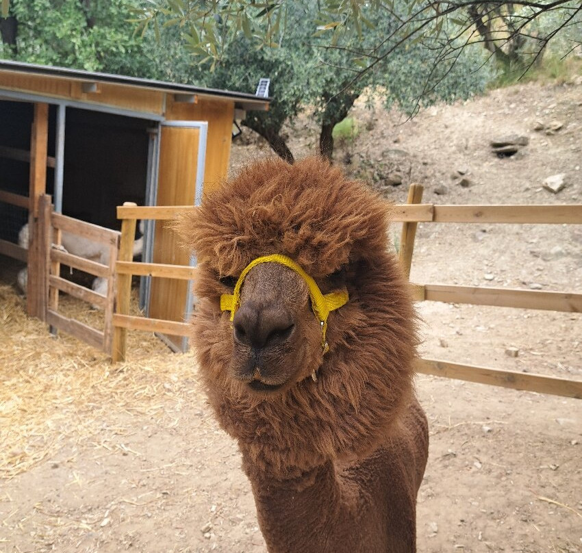 Basilicata Alpaca-Acerenza必去景点