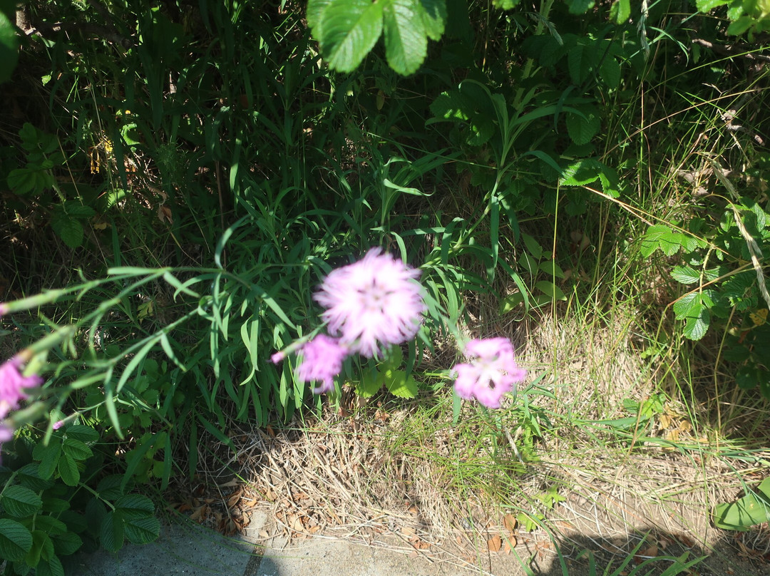 小清水原生花園-小清水町必去景点