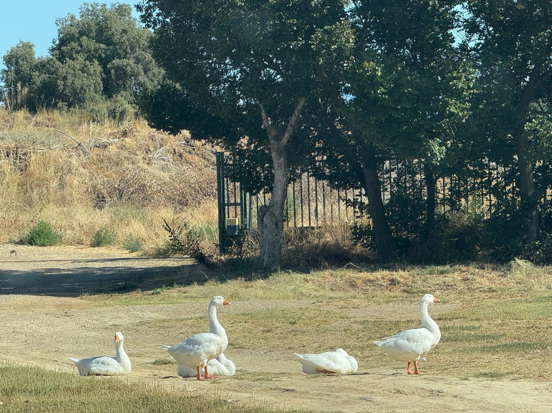 Castillo de Corvinos主图