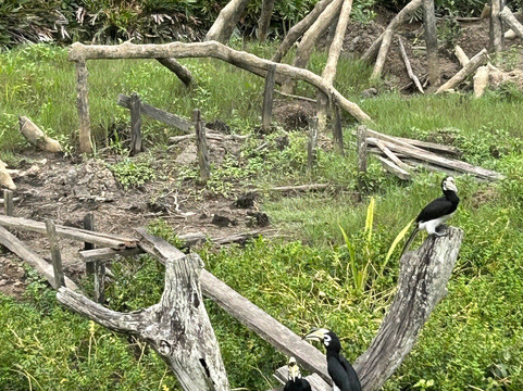 Sepilok Tropical Wildlife Adventure-山打根必去景点