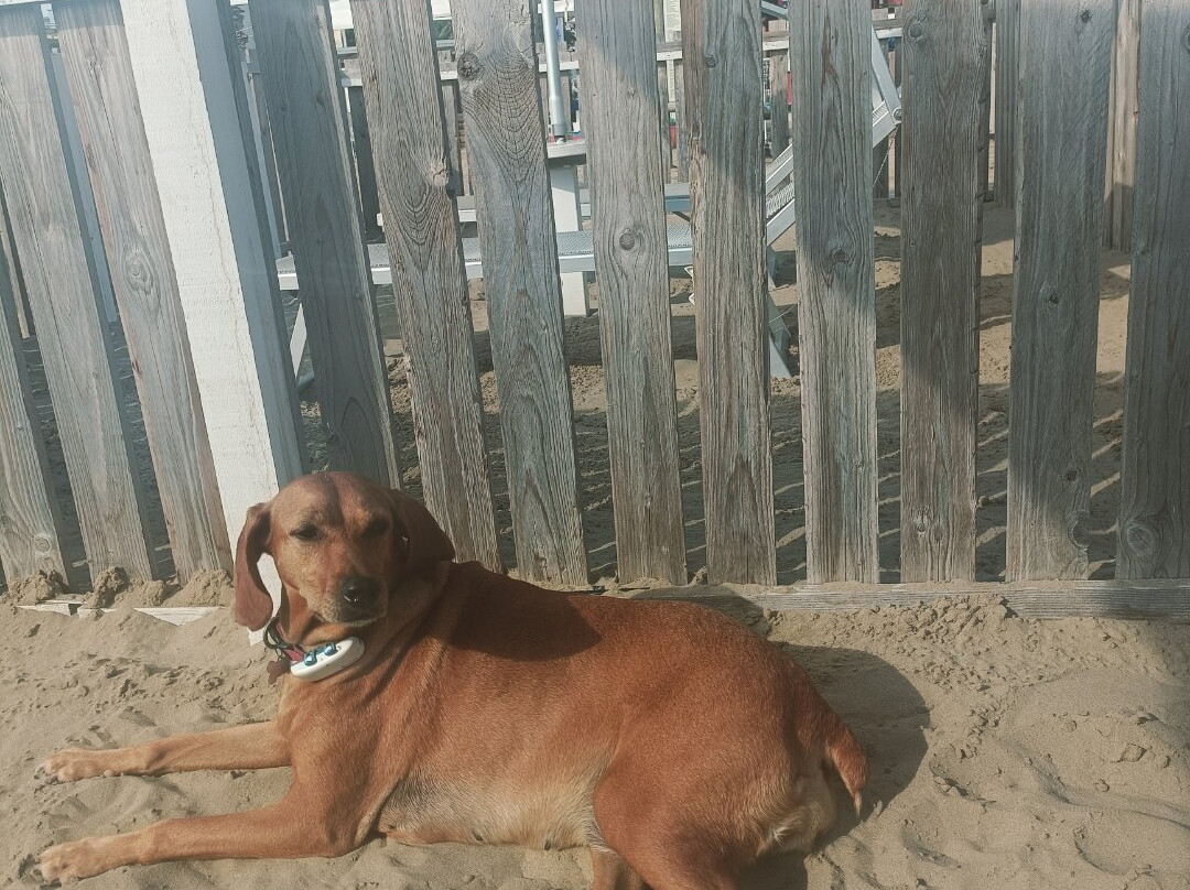 Bagno 81 No Problem-里米尼必去景点